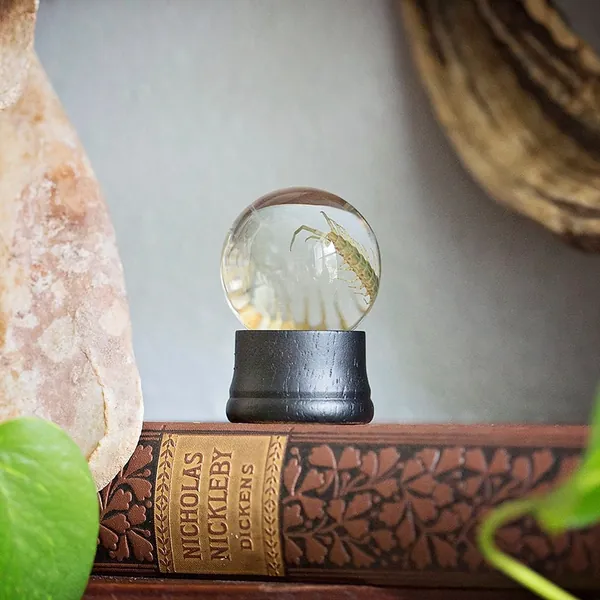 Real Centipede Wet Specimen | preserved insect taxidermy in globe | Halloween home decor | biology oddities curiosities | Forgotten Boneyard