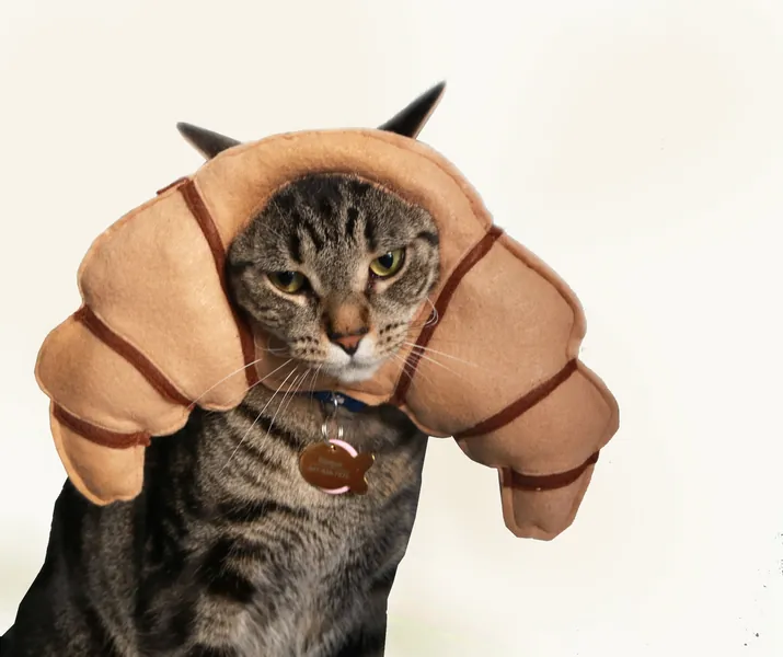 Croissant Hat for Cats - Cat Costume / Apparel
