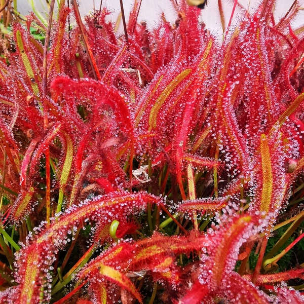 Drosera Capensis Red Form Sundew Cultivar Carnivorous  Plants,