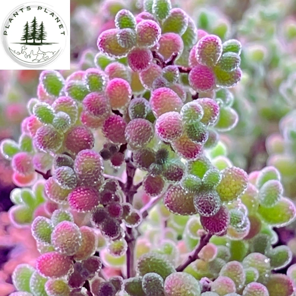 Drosanthemum Sp. Skilpad (Actual plants not seeds)