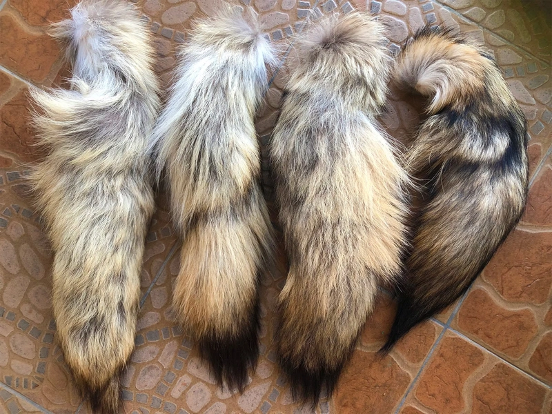 Large Plump Coyote Tails, select, 14-18", Soft Fur, Silky Tan Tails. 1 pcs true coyote tail. Coyote fur. Coyote leather. Animal fur.Tail