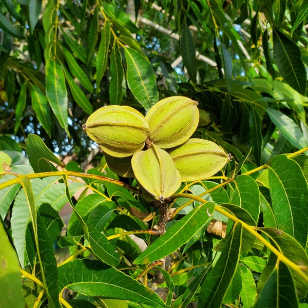 1/2 Pecan Trees: Kanza
