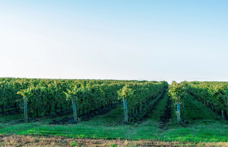 Treat Me a Bottle of Wine