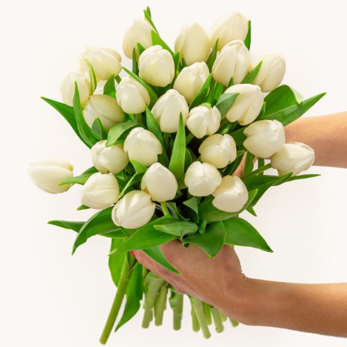 Pure White Tulips - Regular Shipping