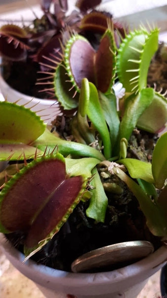 Random Venus Fly Trap with sundew/Sarracenia/Pitcher plant/Carnivorous plant variety