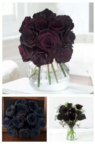 Black Roses | Roses Delivered | Appleyard London