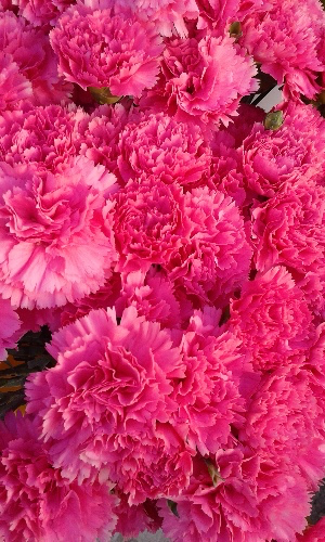 165 pink carnations
