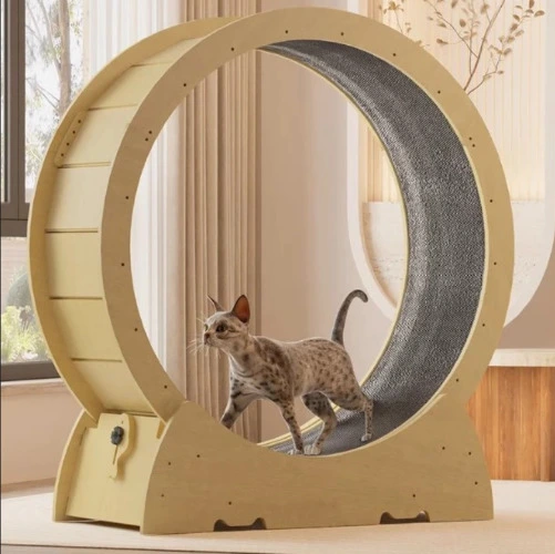 Cat Treadmill