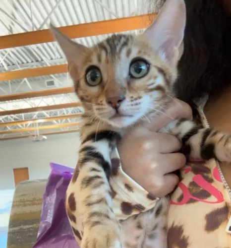 Feed My Bengal Kitty