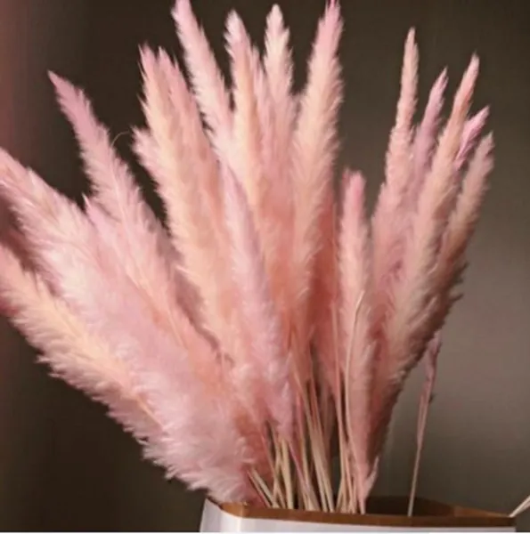 15 Stems Pink Pampas Grass 24  Pink Pampas Grass  | Etsy
