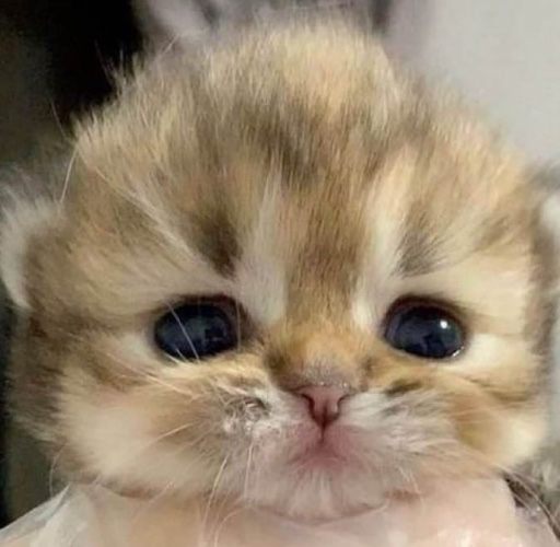 Turkey sandwiches fund