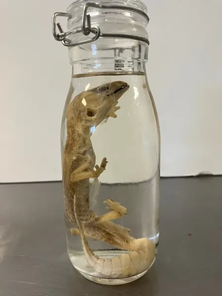 Unwanted Wet Specimens