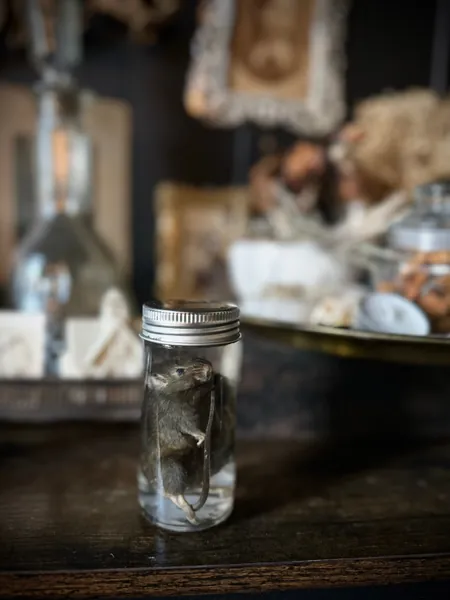 Chunky wet specimen Mouse