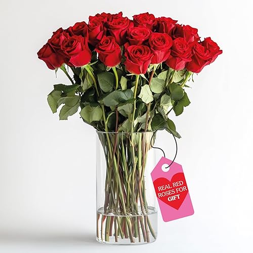 GlobalRose Fresh Cut Red Roses - 25 Roses - Fresh Flowers Bouquet for Wedding, Birthday, Anniversary, Bridal Shower, or Home Decor - 25 Red Roses