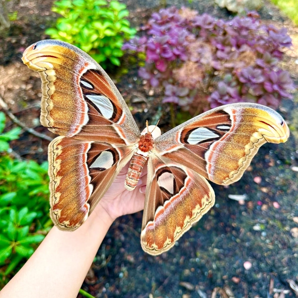 REAL Atlas Moth Attacus Atlas A1 Grade Spread/Unspread HUGE