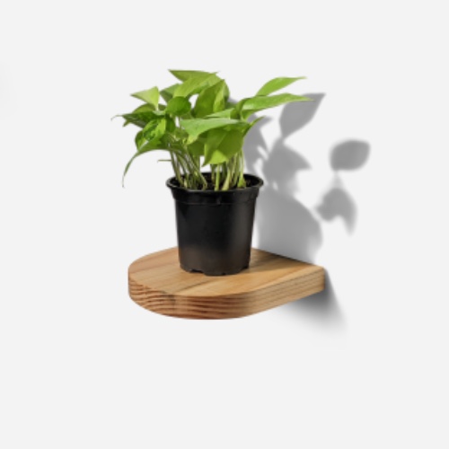 Rainbow Shelf by Formr - Natural / One