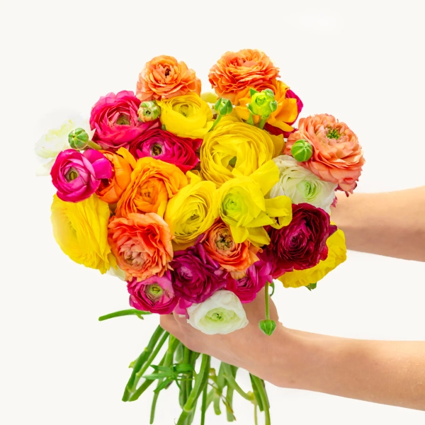 Spring Ranunculus