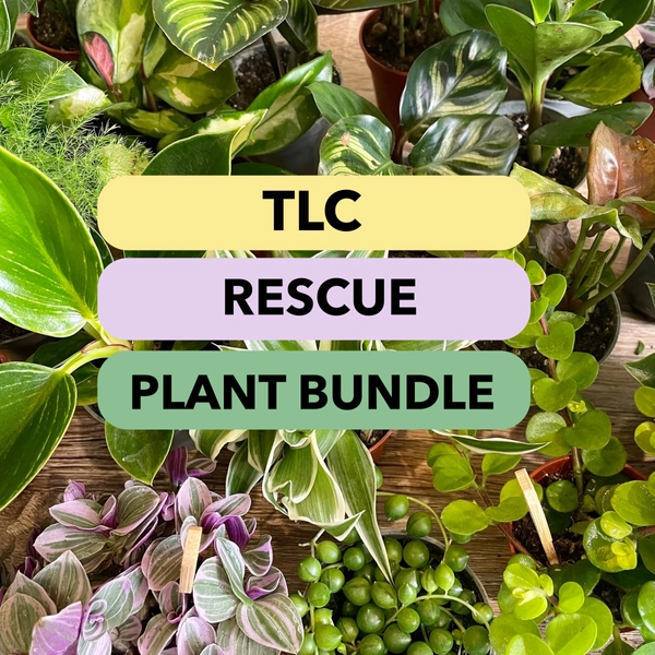 TLC Rescue Plant Mystery Box
