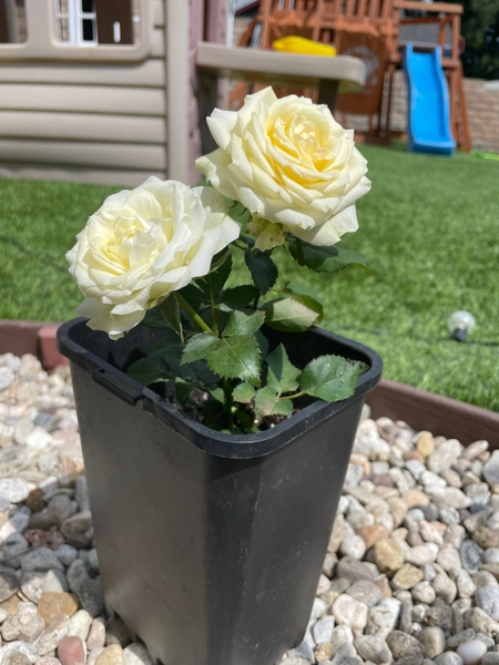 Live Plant | White Miniature Rose || 0.7 Gallons pot || Birthday Gift| Mother’s Day Gift | Valentine Gift.