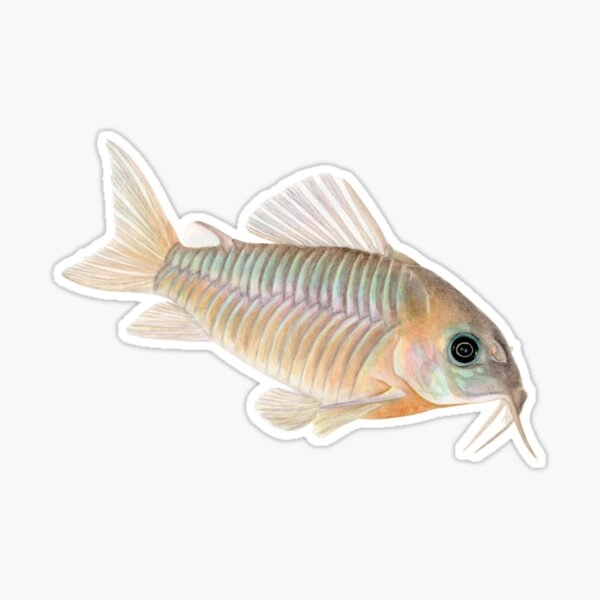 Bronze cory Sticker