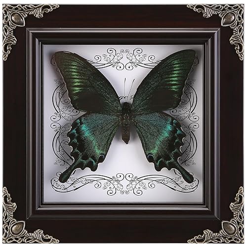 Real Butterfly Framed Handmade, Taxidermy Butterfly Shadow Box Collection, Framed Butterfly Taxidermy for Gothic Home Decor (A_Green-Banded Queen Butterfly) - A_green-banded Queen Butterfly