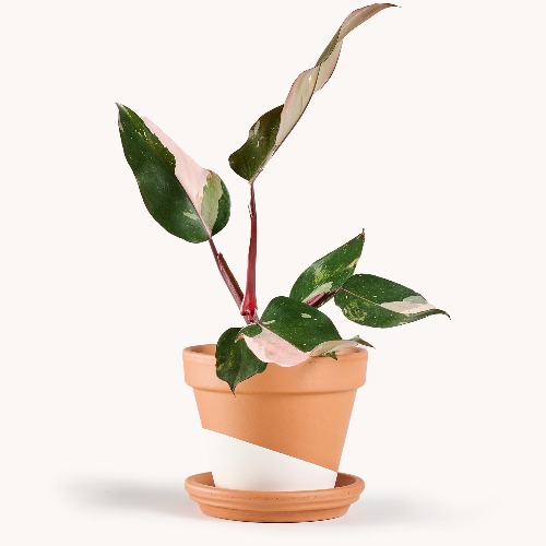 Philodendron Pink Princess | 4" plastic grow pot