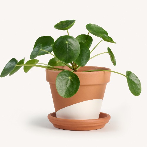 Pilea peperomioides | 4” plastic grow pot