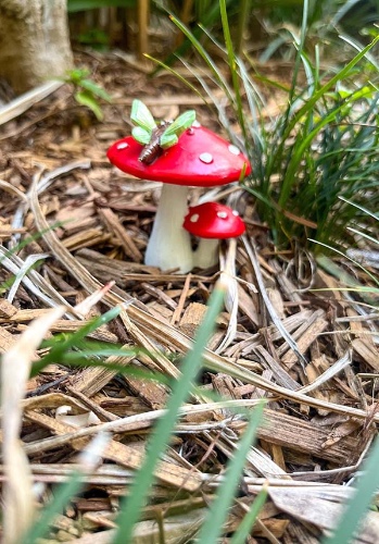 Dragonfly | RED MUSHROOM - GREEN