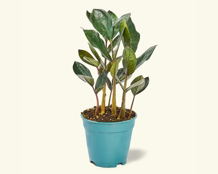 Black ZZ Plant, Small