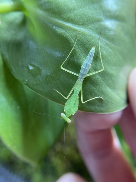 Amazon Leaf Mantis (Macromantis hyalina) L3/L4 Unsexed Nymphs Live Food