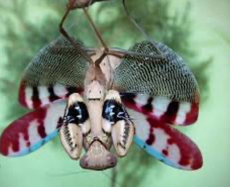 Blue eyed joker praying mantis (Prohierodula Flavipennis) ***RARE***