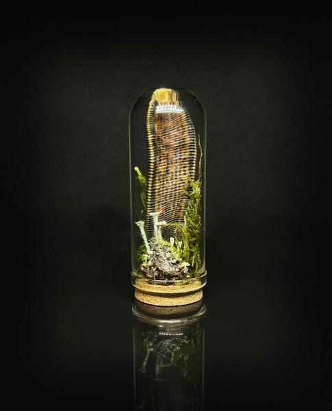 Leech Jar - Oddities collectors gift - Real preserved leech with lichens and moss - Curio cabinet - Whimsigoth decor