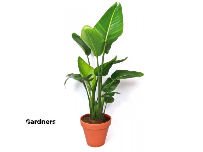 Strelitzia, průměr 27 cm  Strelície královská | Gardners-eshop.cz