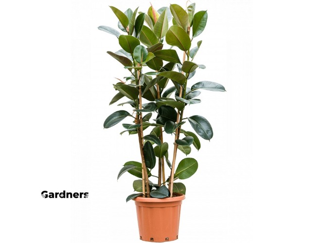 Ficus elastica Robusta 3pp, průměr 38 cm - výška 170 cm  Gumovník | Gardners-eshop.cz