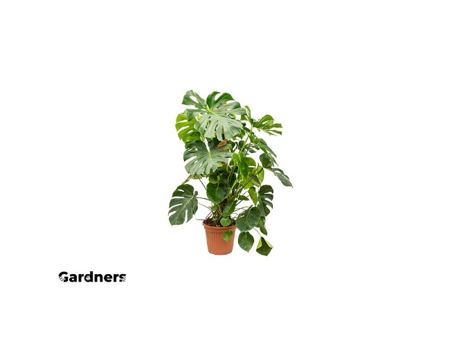 Monstera deliciosa s kokosovou vzpěrou, průměr 24 cm  Monstera skvostná | Gardners-eshop.cz