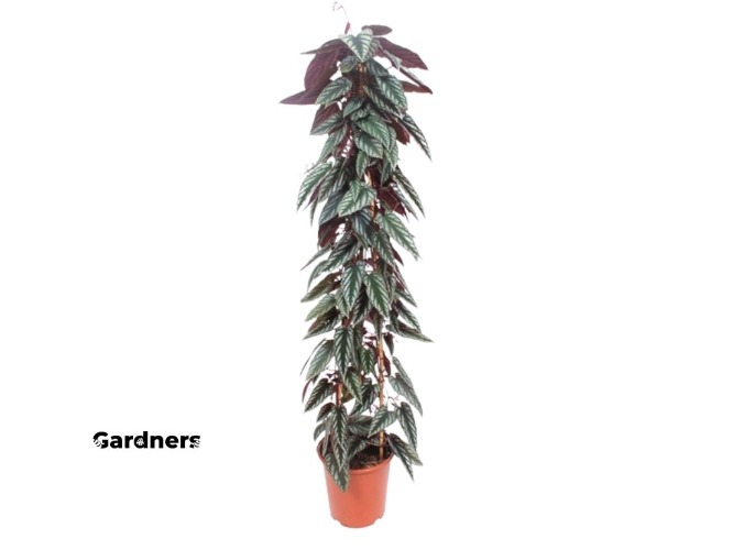 Cissus Discolor, průměr 27 cm  Žumen | Gardners-eshop.cz