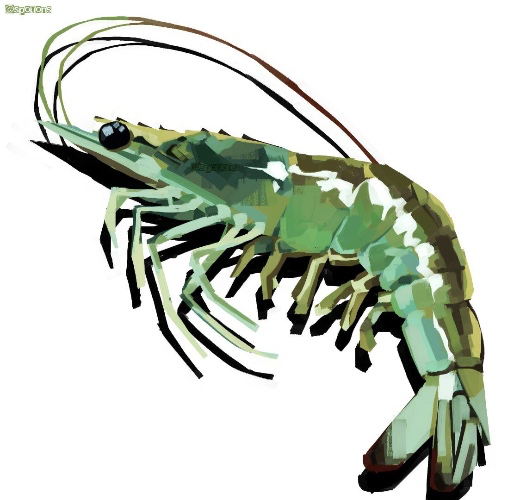 ⋆˚࿔ Little shrimpie 𝜗𝜚˚⋆