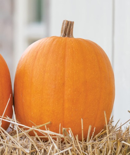 Burpee 51375A Jack O' Lantern Pumpkin Seeds 100 seeds - Jack O'Lantern Pumpkin 100 Seeds