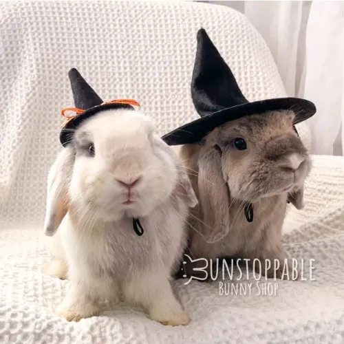 witch hat for my bunny