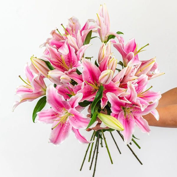 Pretty in Pink Lilies