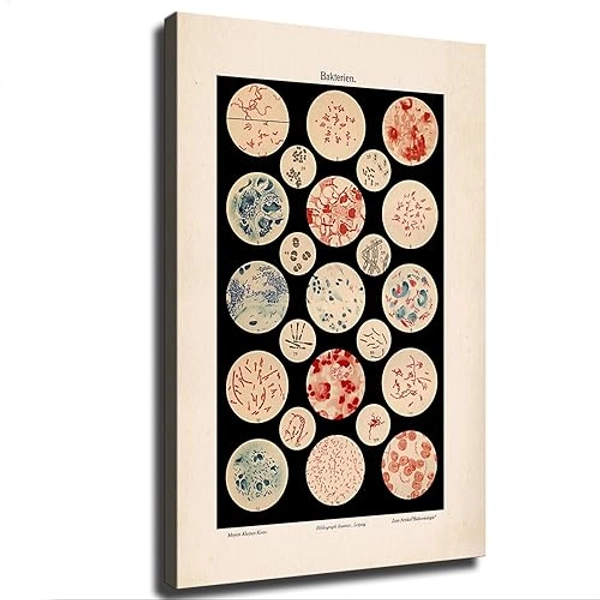 Microbiology Bacteria Microbe Wall Art Old Medicine Science Chart Poster Canvas Print Wall Art Modern Room Living Room Bathroom Kitchen Bedroom Aesthetic Decor (Framed,20×30inch)
