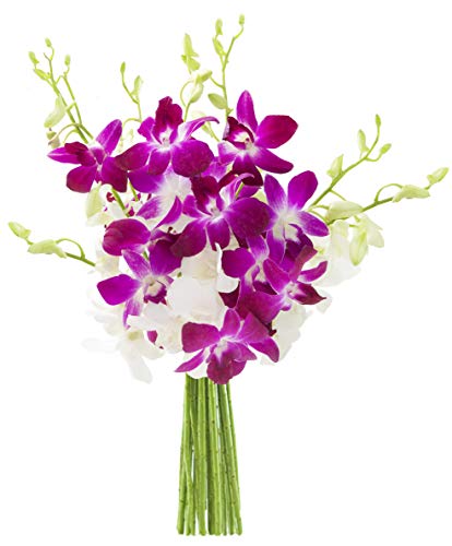DELIVERY by Thu, 01/11 Guaranteed IF Order Placed by 01/10 Before 2PM EST. KaBloom PRIME NEXT DAY DELIVERY - Exotic Opal Orchid Bouquet of Purple and White Orchids Flowers for Birthday, Valentine - Without Vase