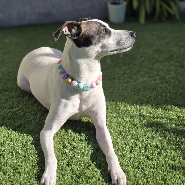 Pastel beaded dog collar, fancy cat necklace, waterproof dog collar, girly bead collar,cute pastel dog collar,party girl necklace,heavy duty