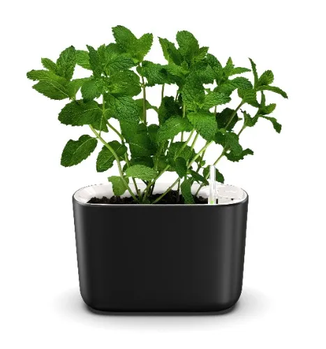 Low Effort Indoor Plant