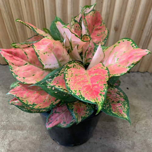 Aglaonema Chinese Evergreen 'Lady Valentine' 20cm pot | Default Title