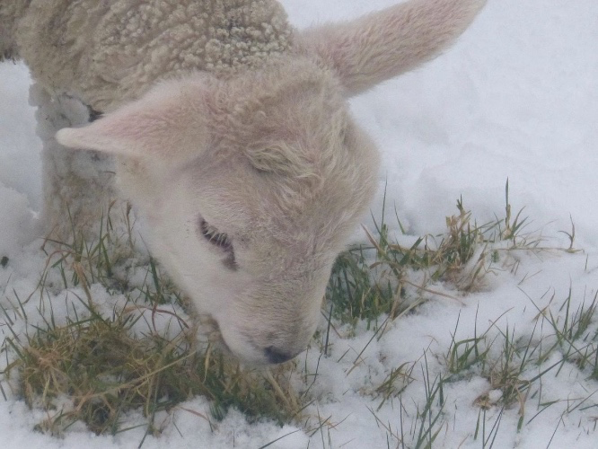 doe kiss ₊˚⊹ᰔ