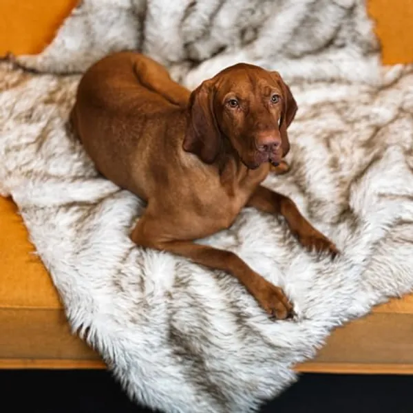 Waterproof Faux Fur Dog Blanket, Couch Cover for Dogs, Plush Throw for Sleeping, Whelping, and Comfort, Sofa, Bed, Car, Furniture Protection with Soft, Stain Resistant Surface, Machine Washable 30x40