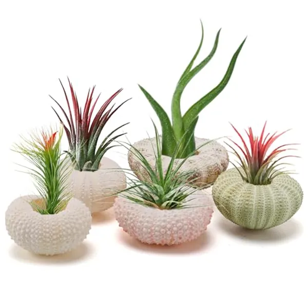 5 Pack Mini Sea Urchin Shell Air Plant Holders- 5 Styles Decorative Hanging Air Plant Pot Cute Tillandsia Succulent Display Container with Ropes for Home Garden Beach Theme Party Decors (No Plants)