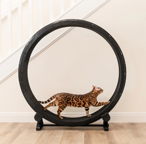 Cat Wheel