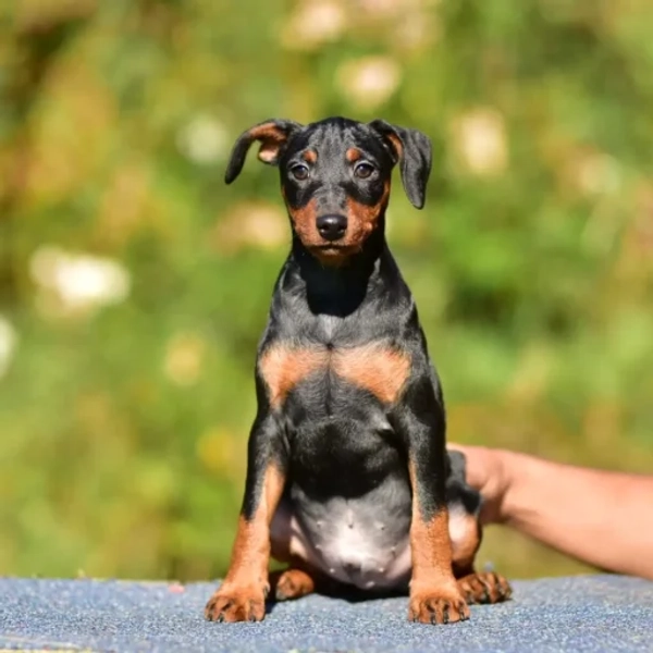 Doberman pup